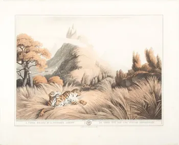 A tiger killed by a poisoned arrow, 1818.